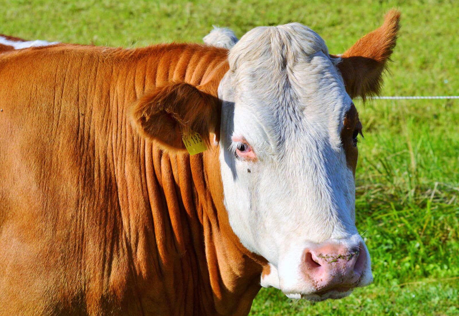 Nikon D3200 sample photo. Cow, beef, ruminant photography