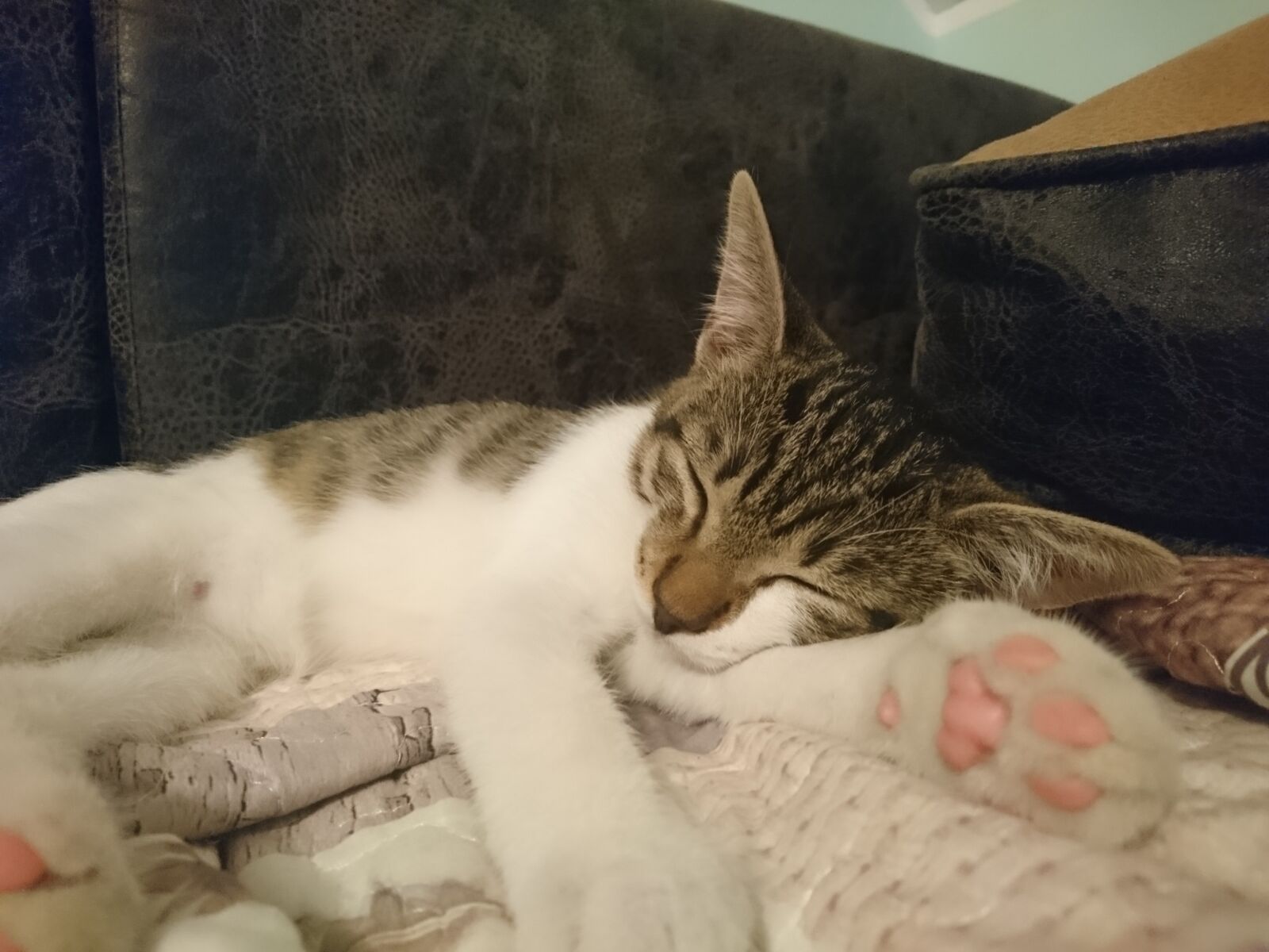 Sony Xperia X sample photo. Cat, kitten, sleepy photography