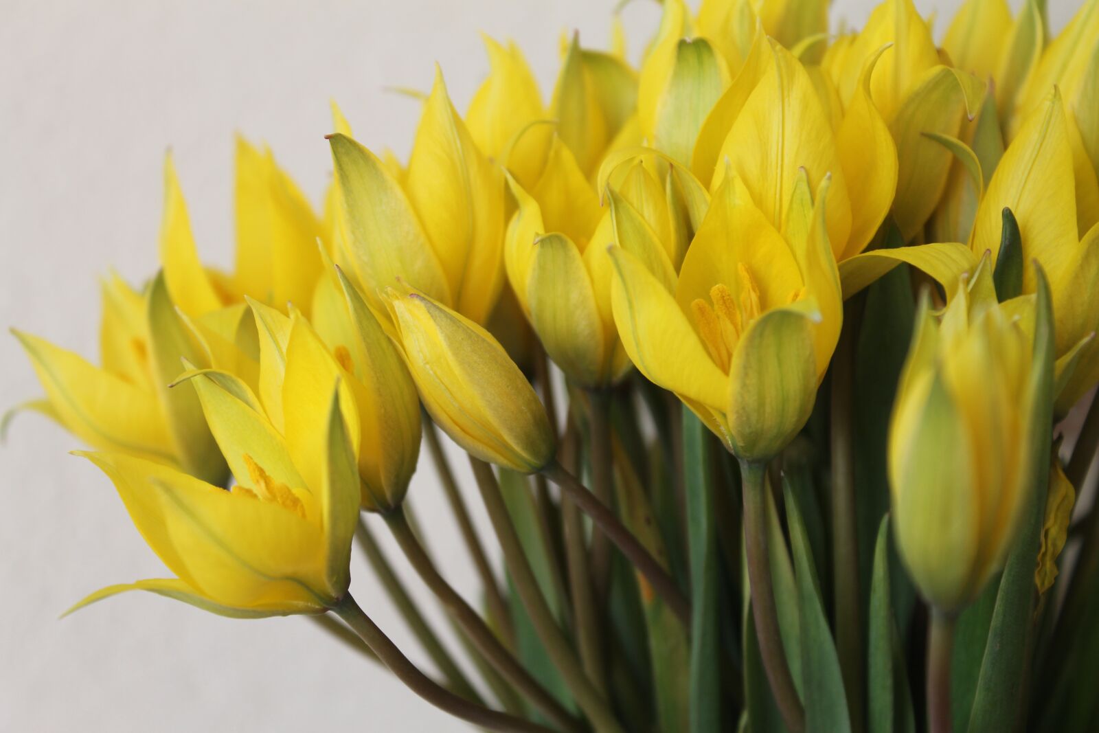 Canon EOS 1100D (EOS Rebel T3 / EOS Kiss X50) sample photo. Spring flowers, yellow flowers photography
