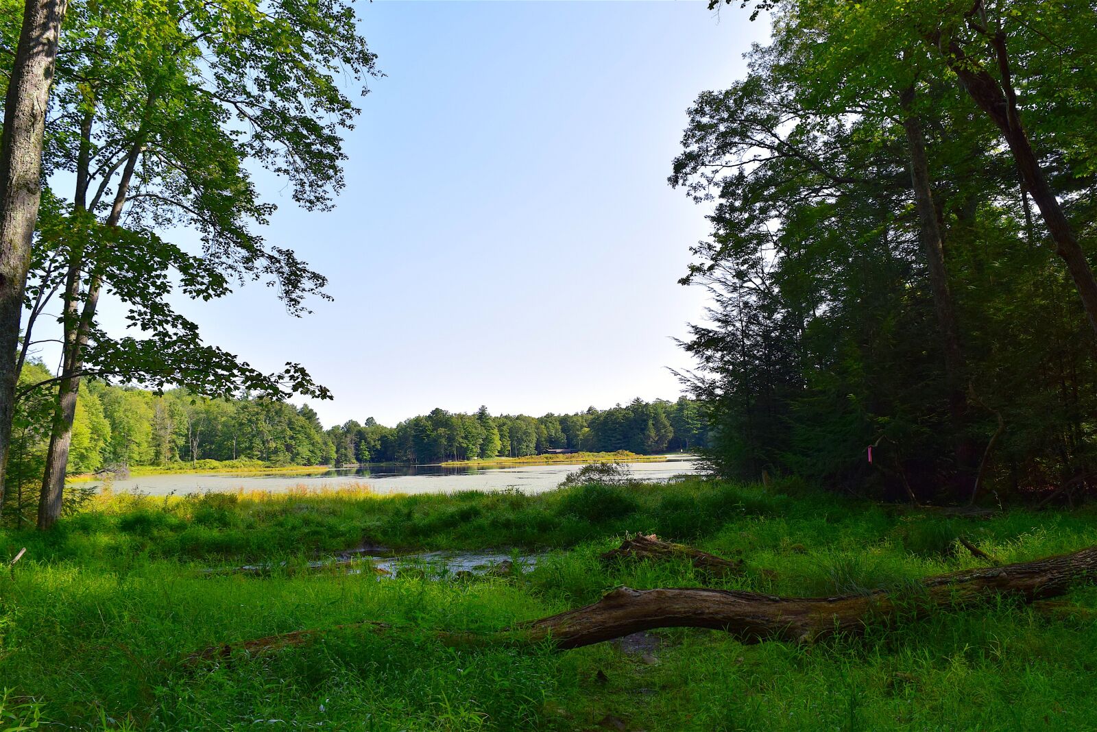 Nikon D3300 sample photo. Forest, trees, lake photography