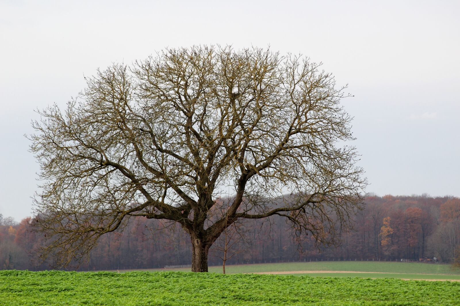 Canon EOS 1200D (EOS Rebel T5 / EOS Kiss X70 / EOS Hi) sample photo. Tree, field, wood photography