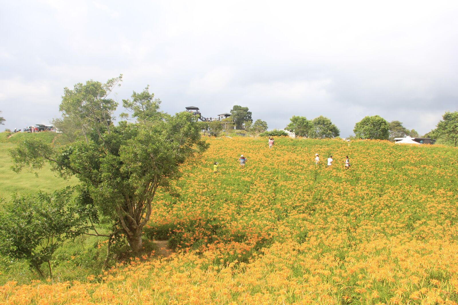 Canon EOS 60D sample photo. Sea of flowers, golden photography