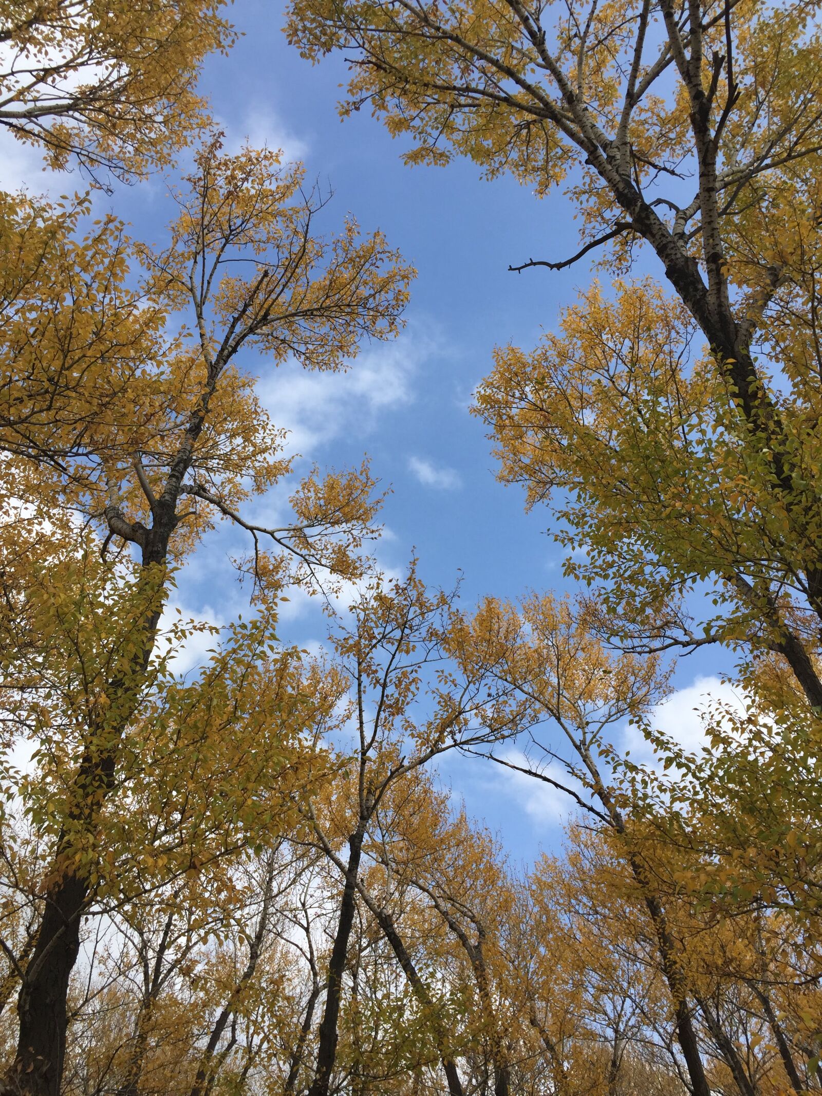 Apple iPhone 6 sample photo. Tree, sky, na photography