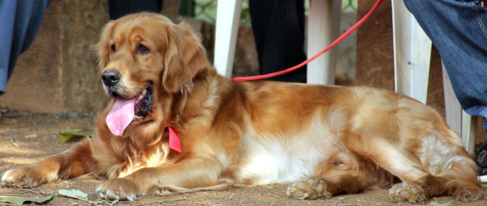 Canon EOS 550D (EOS Rebel T2i / EOS Kiss X4) sample photo. Dog, pet, beautiful, canine photography