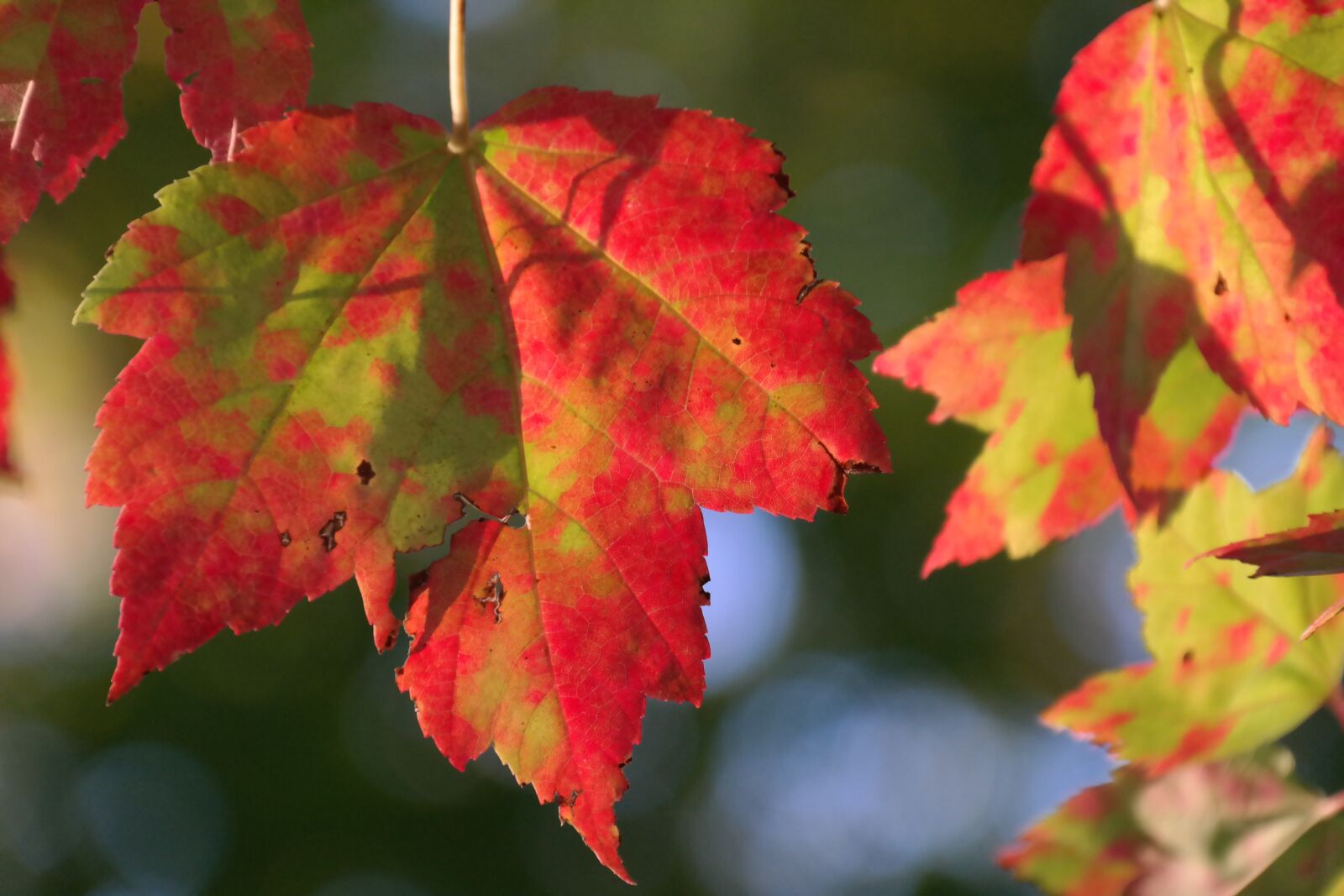 Samsung NX300 sample photo. Autumn, fall foliage, red photography