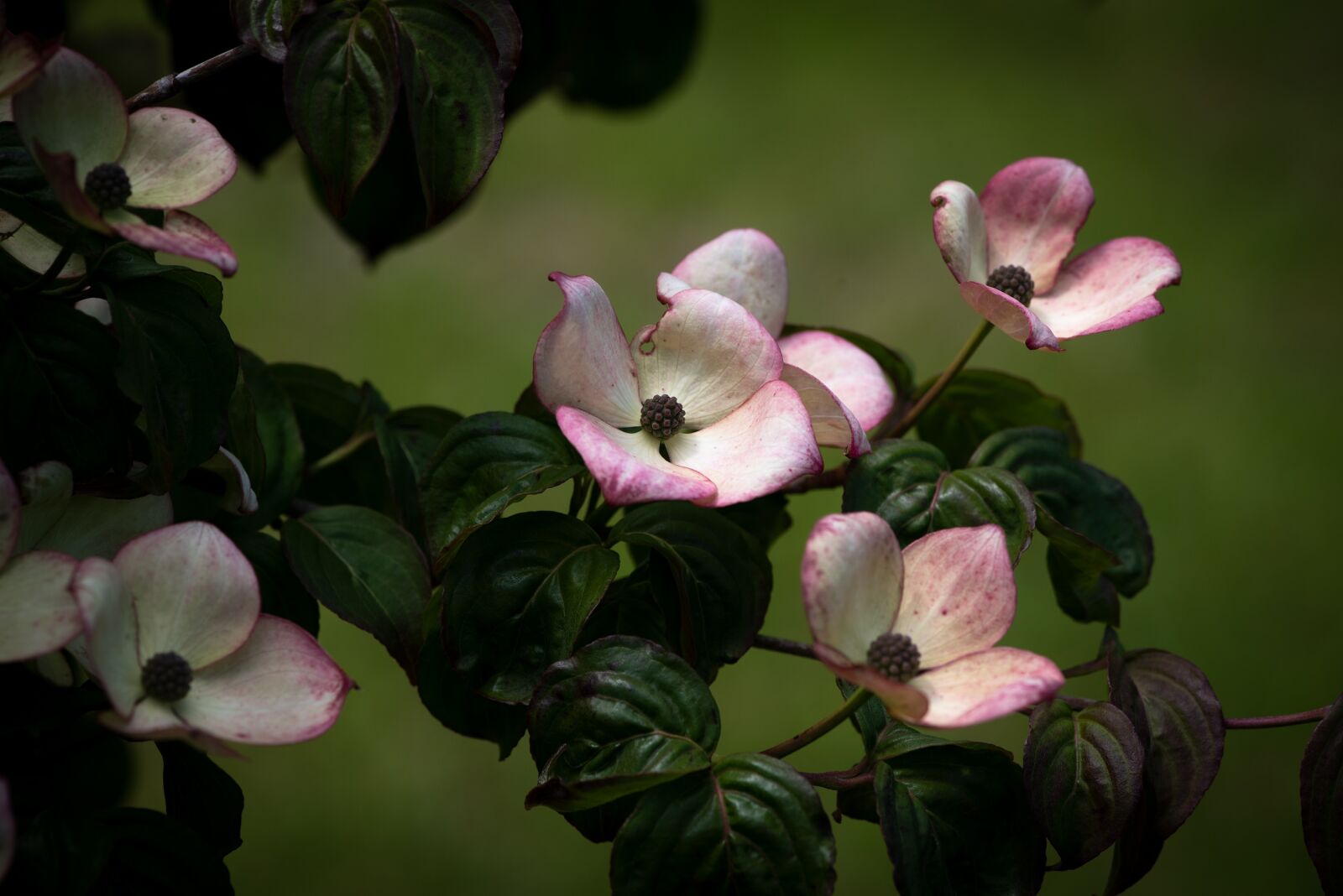 Nikon D750 sample photo. Dogwood, flowers, leaves photography