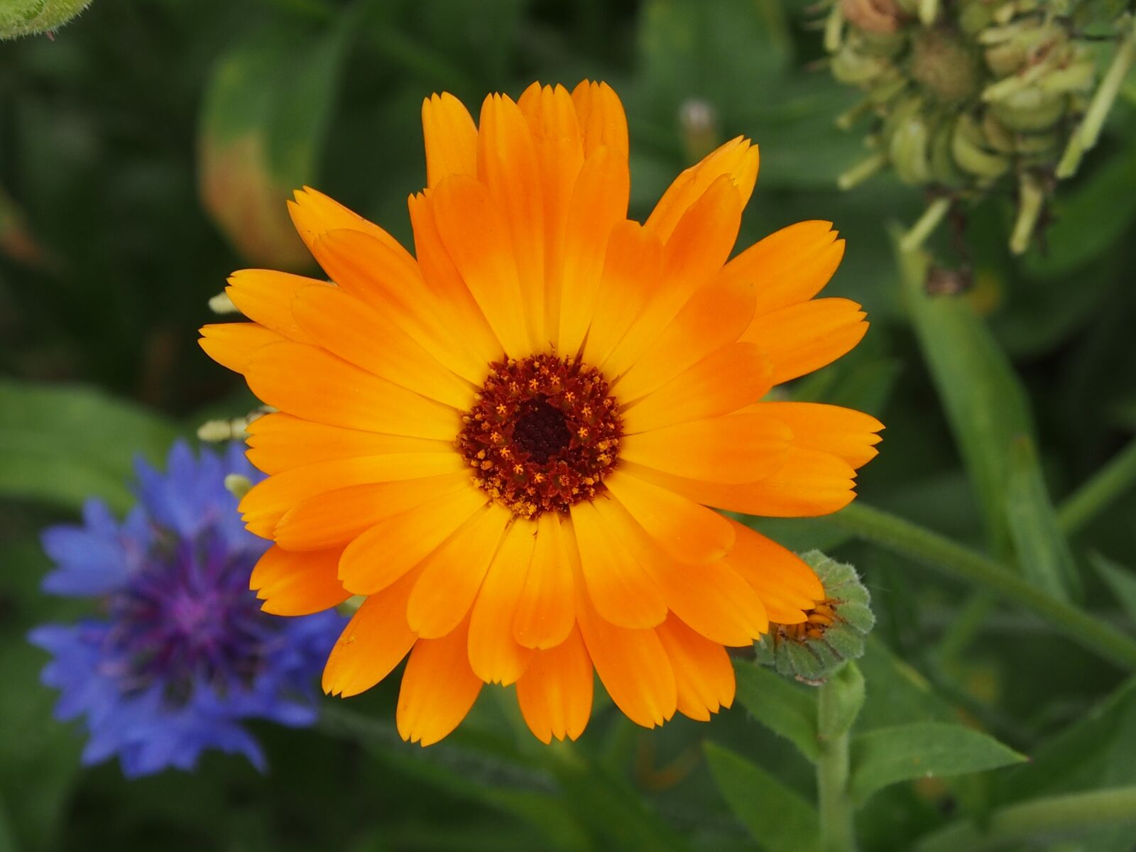 Olympus OM-D E-M5 sample photo. Flower, nature, plant photography