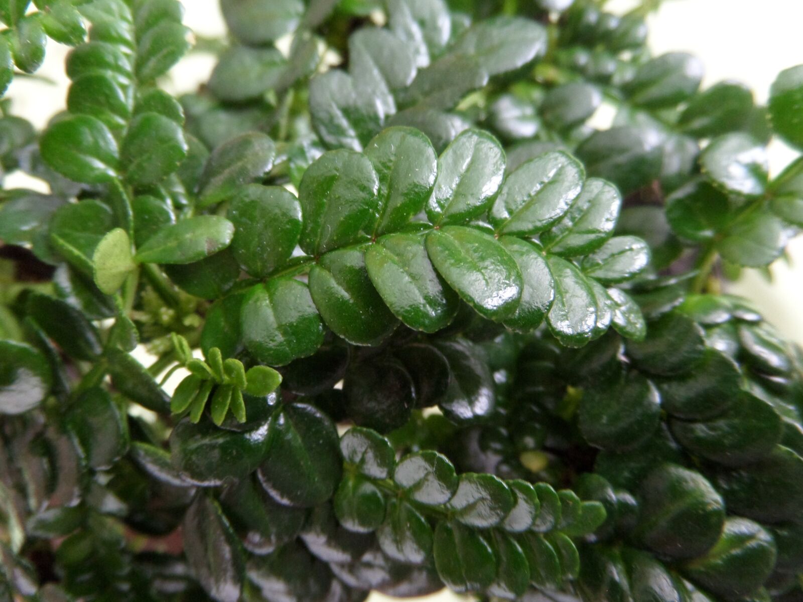 Samsung WB200F/WB201F/WB202F sample photo. Leaf, plant, nature photography