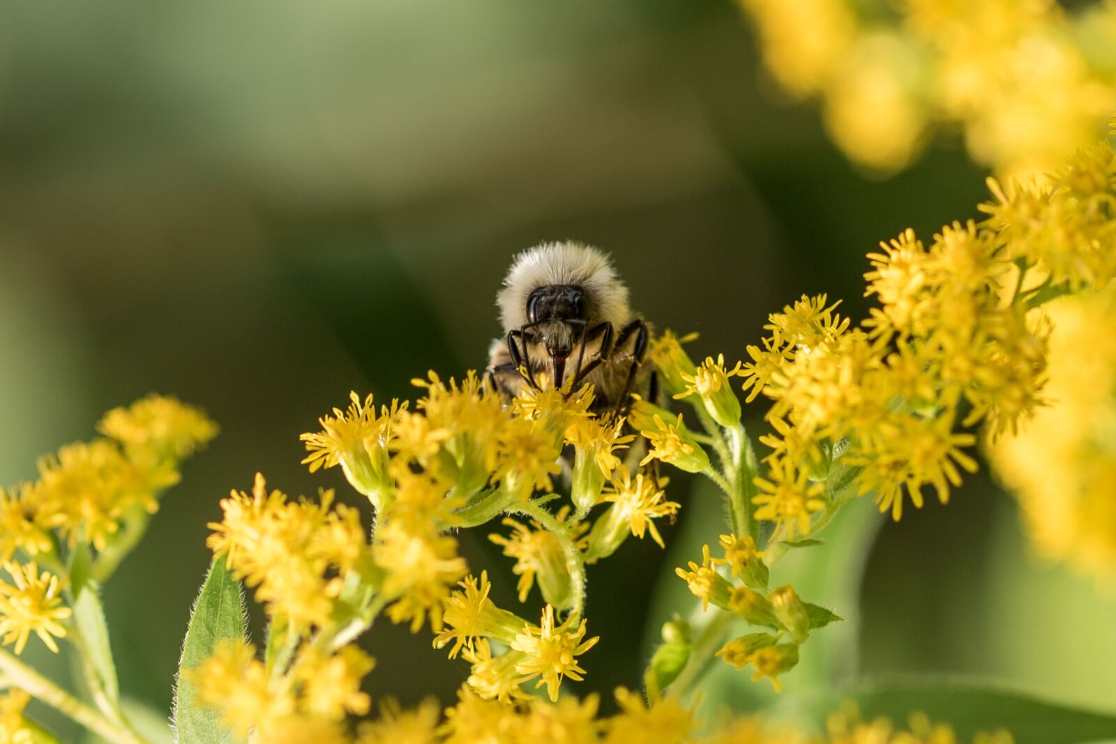 Canon EOS 7D Mark II sample photo. Bee, nectar, pollination photography