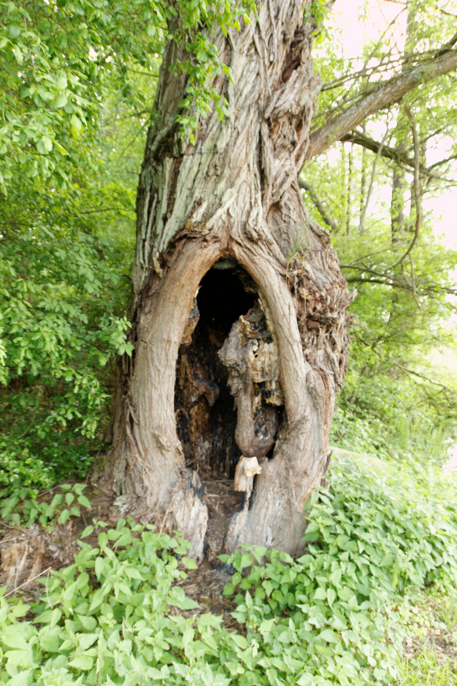 Canon EOS 550D (EOS Rebel T2i / EOS Kiss X4) sample photo. Tree, branch, mystical photography