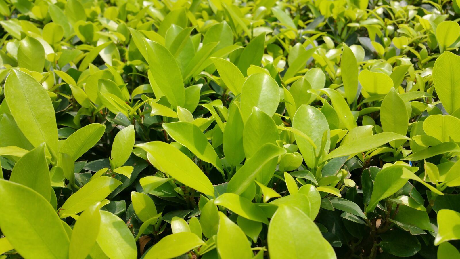 Samsung Galaxy Note4 sample photo. Boundary, dark green, wallpaper photography