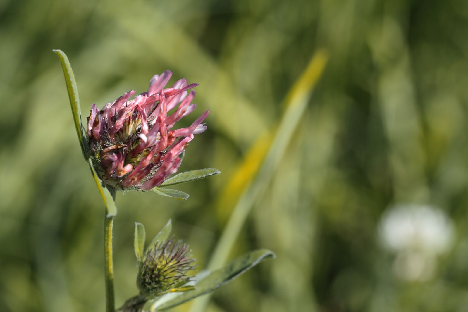 Canon EOS 50D sample photo. Meadow, nature, landscape photography