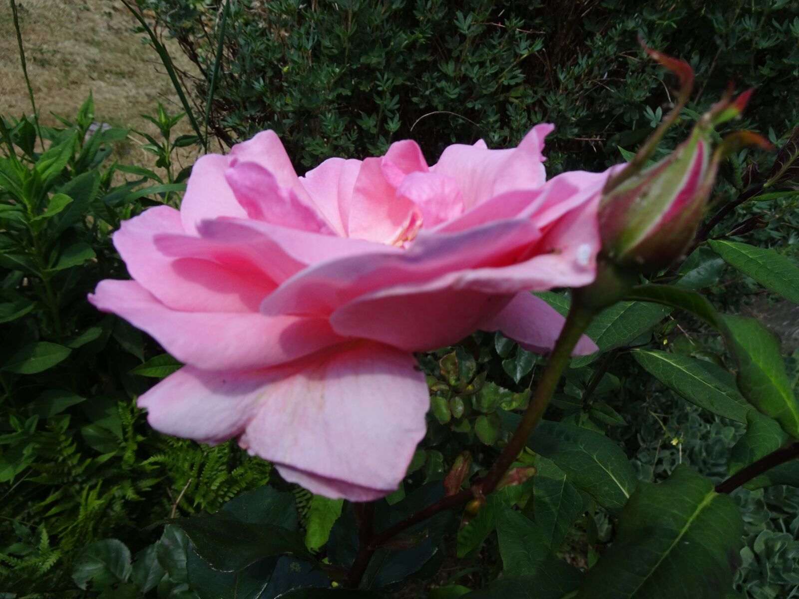 Sony Cyber-shot DSC-WX500 sample photo. Pink, flowers, garden photography