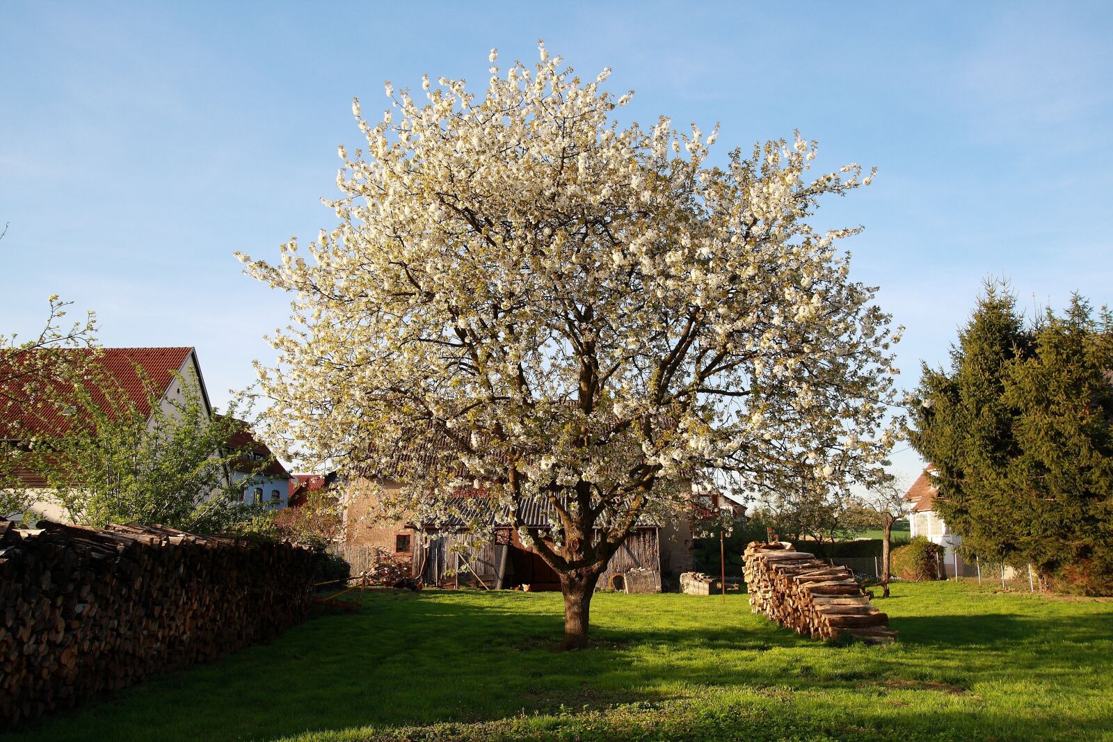 Canon EOS 1000D (EOS Digital Rebel XS / EOS Kiss F) sample photo. Apple tree, tree, meadow photography