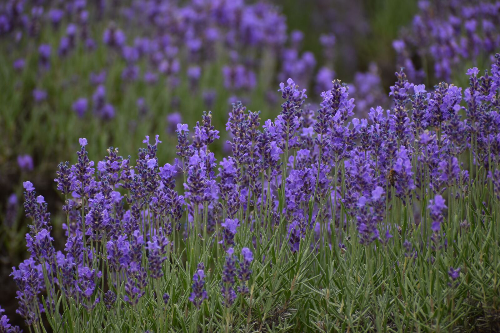Nikon D3500 sample photo. Flowers, spring, flora photography
