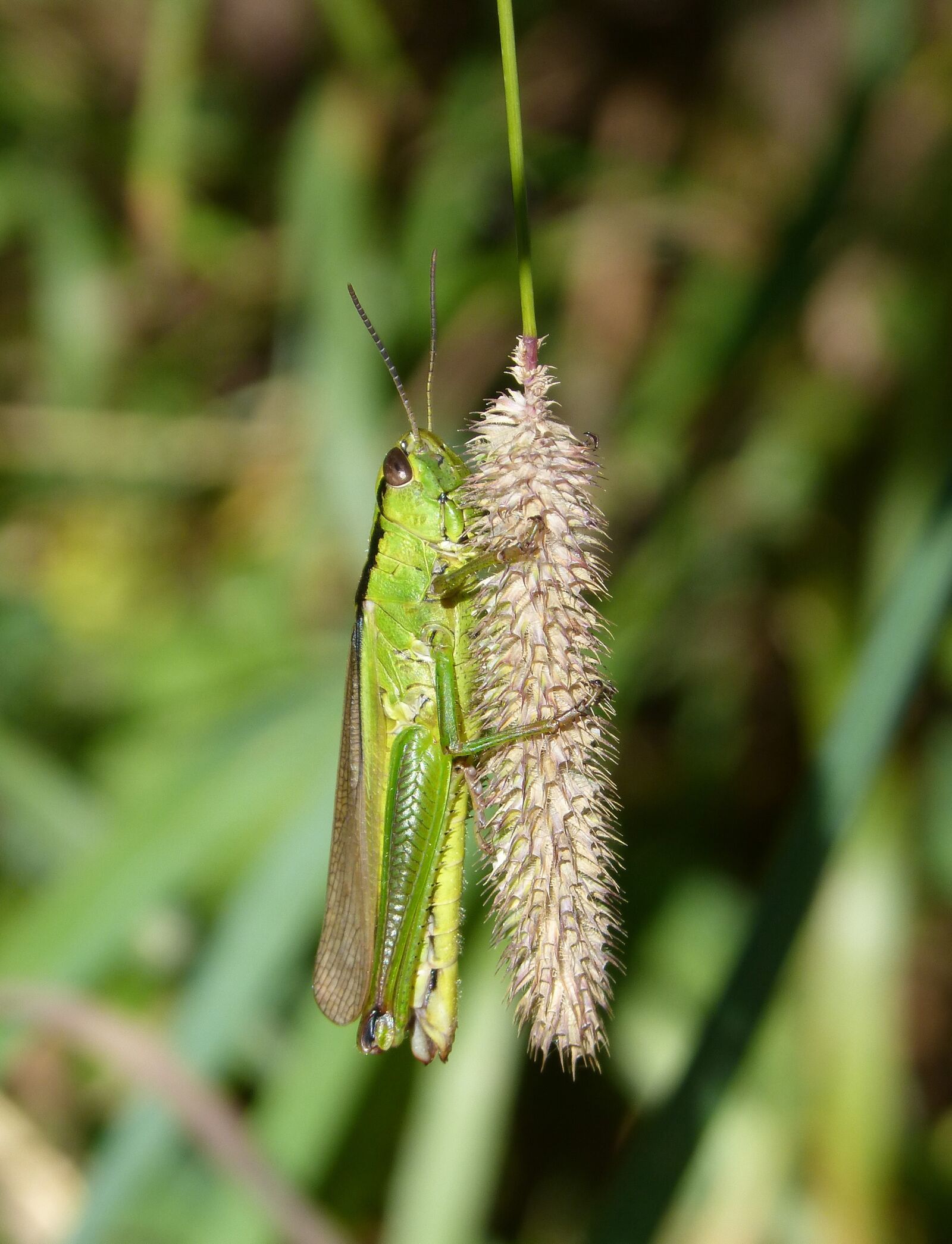Panasonic DMC-FZ62 sample photo. Cricket, lobster, grasshopper photography