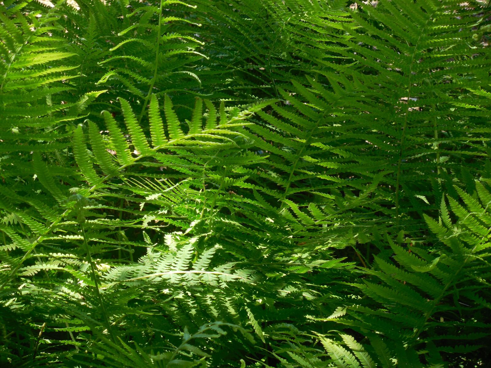 Nikon COOLPIX L620 sample photo. Fern, plant, nature photography