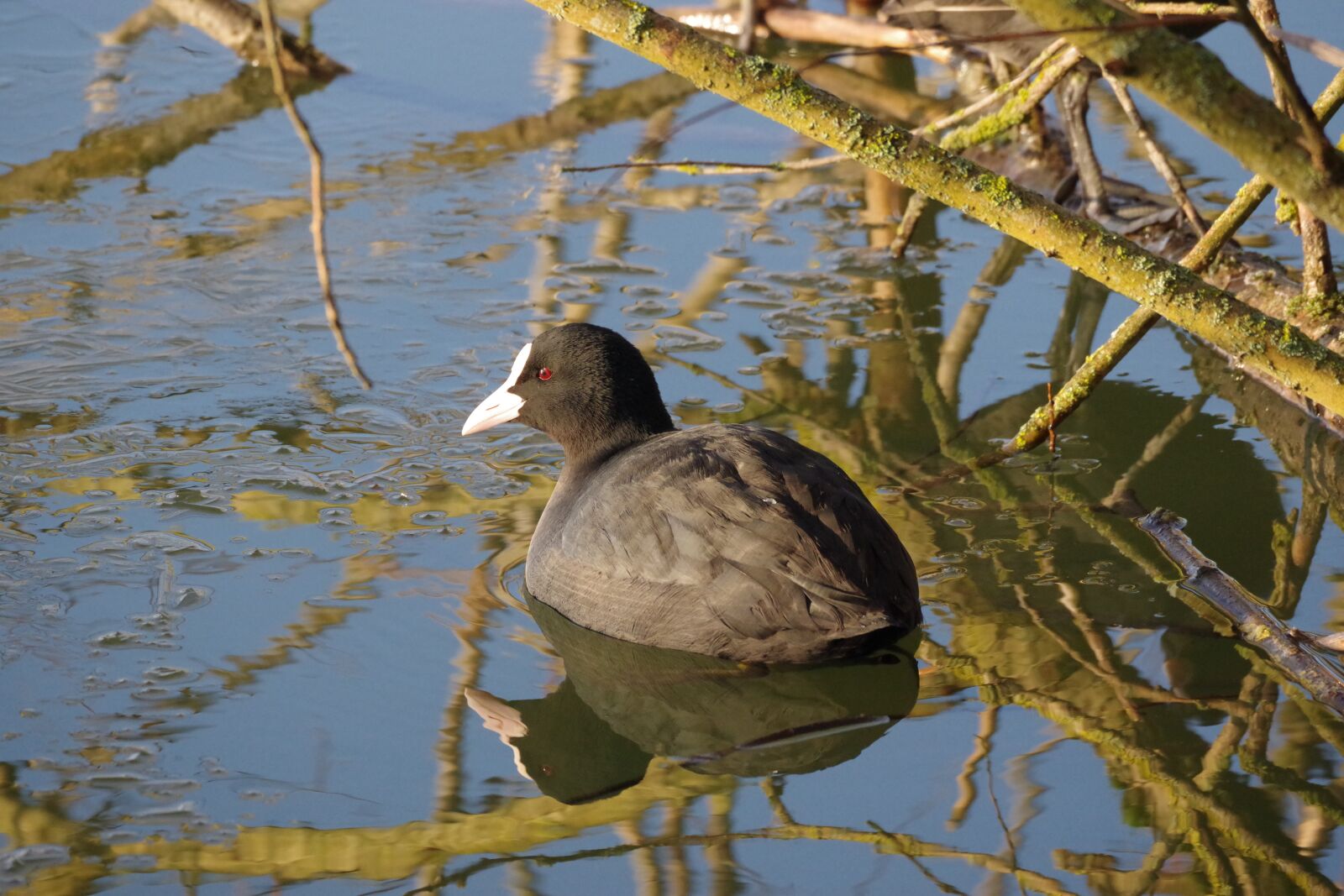 Pentax K-70 sample photo. Coot, lake, waters photography