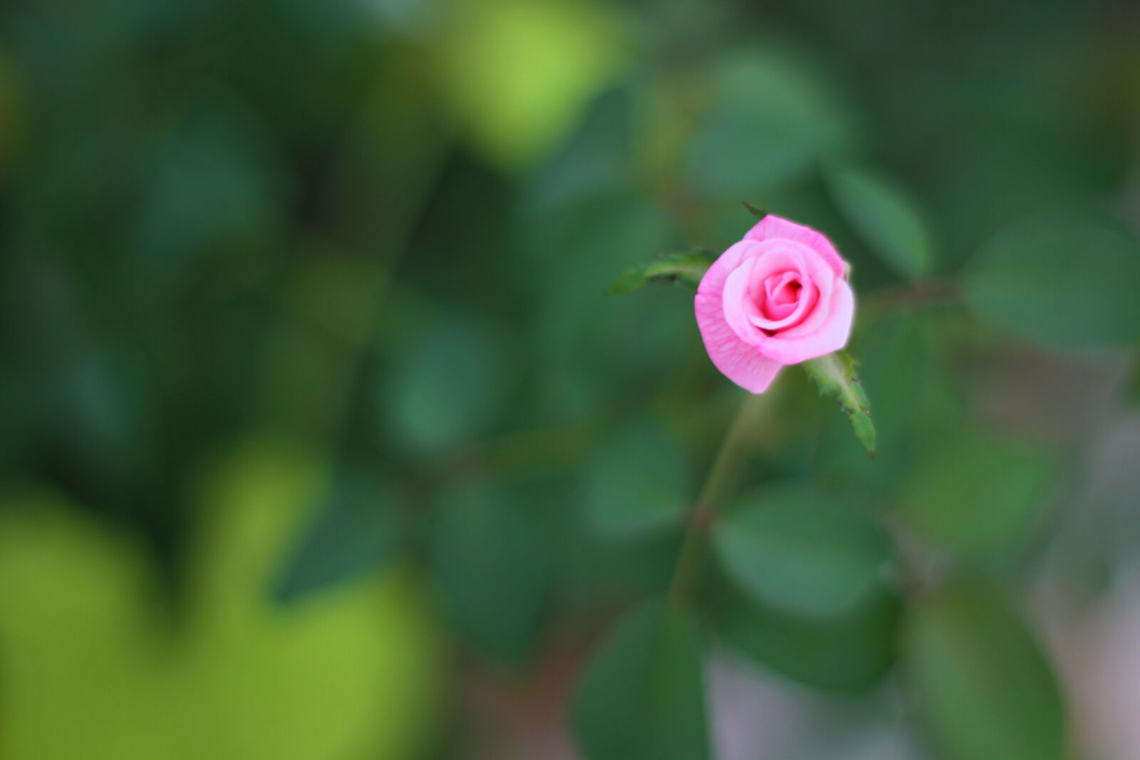 Canon EOS 7D sample photo