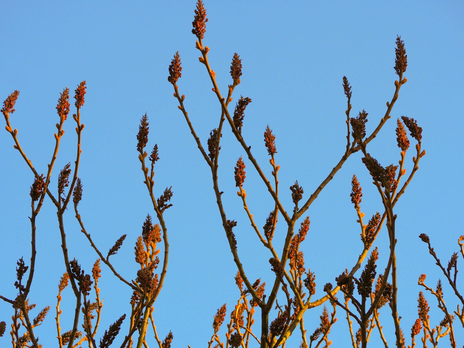 Olympus OM-D E-M10 II sample photo. Plant, tree, flower photography