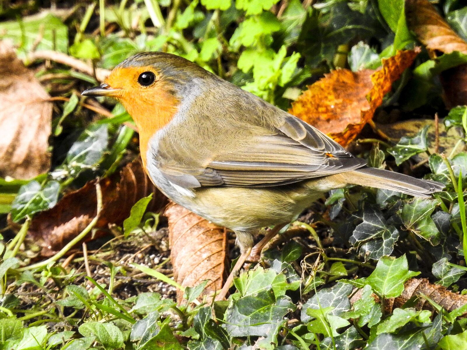 Nikon Coolpix P900 sample photo. Robin, bird, songbird photography