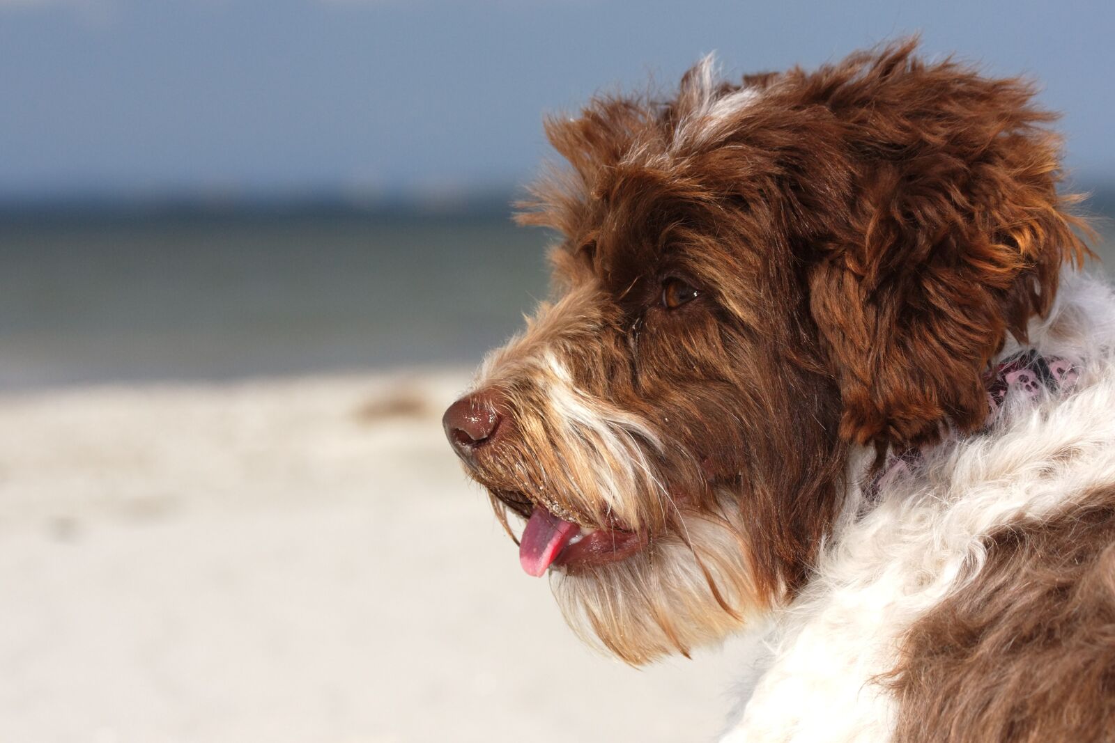 Canon EOS 450D (EOS Rebel XSi / EOS Kiss X2) sample photo. Mixed breed dog, beach photography