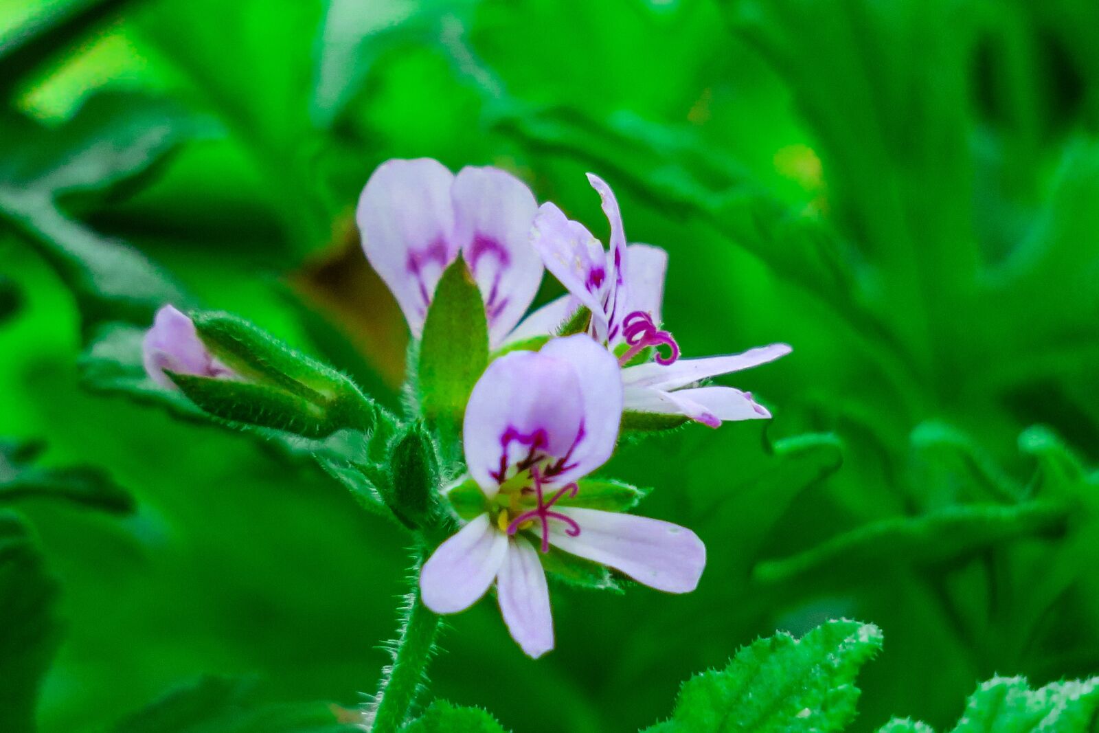 Canon PowerShot G3 X sample photo. Flower, days bamboo kwai photography