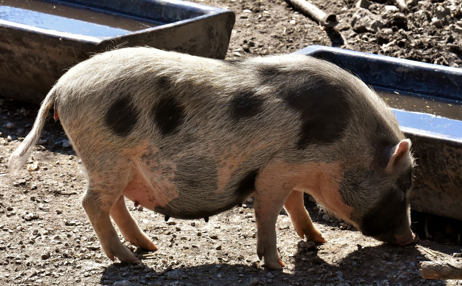 Nikon D7200 sample photo. Pot bellied pig, piglet photography