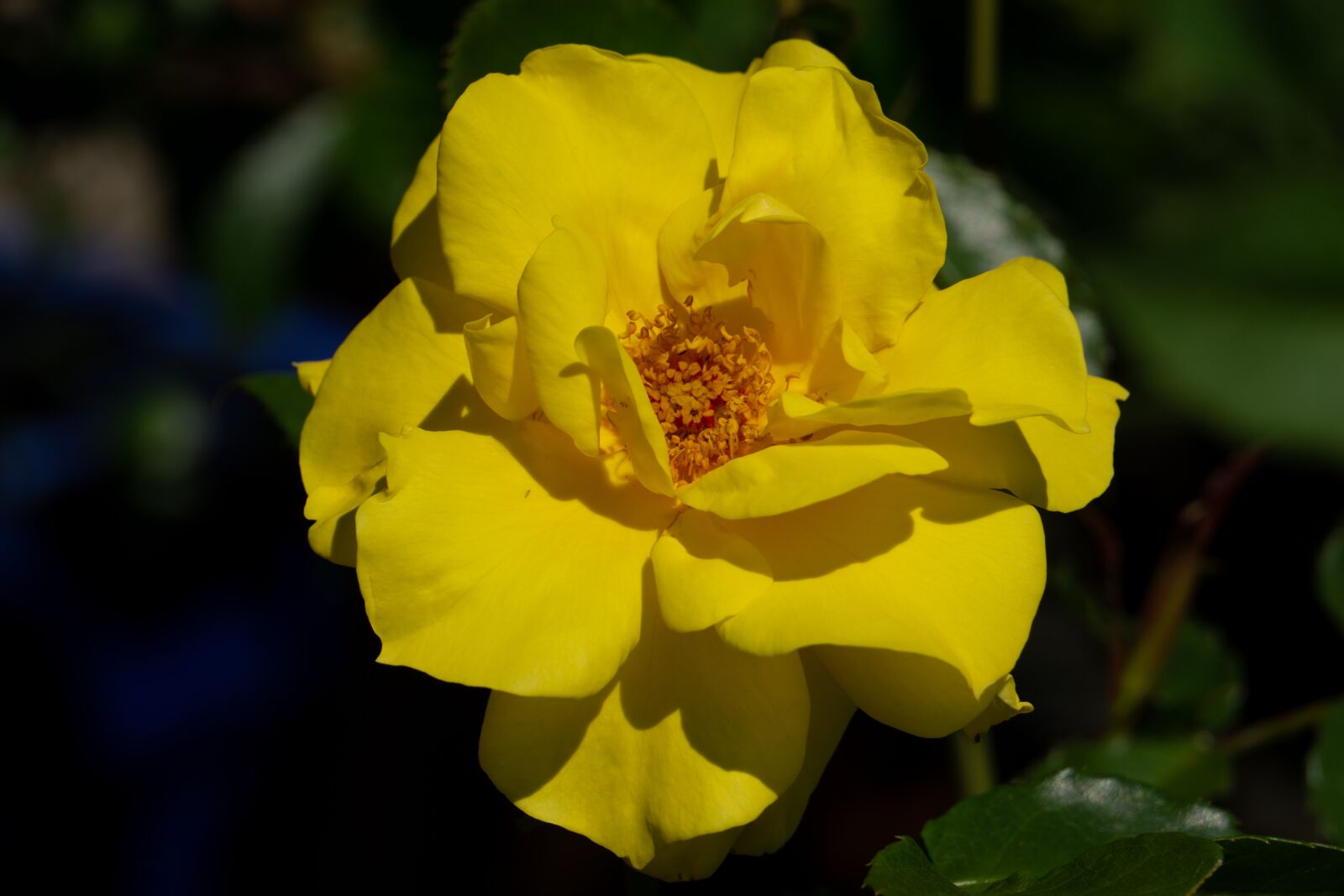 Sony a5100 sample photo. Rose, yellow, flower photography