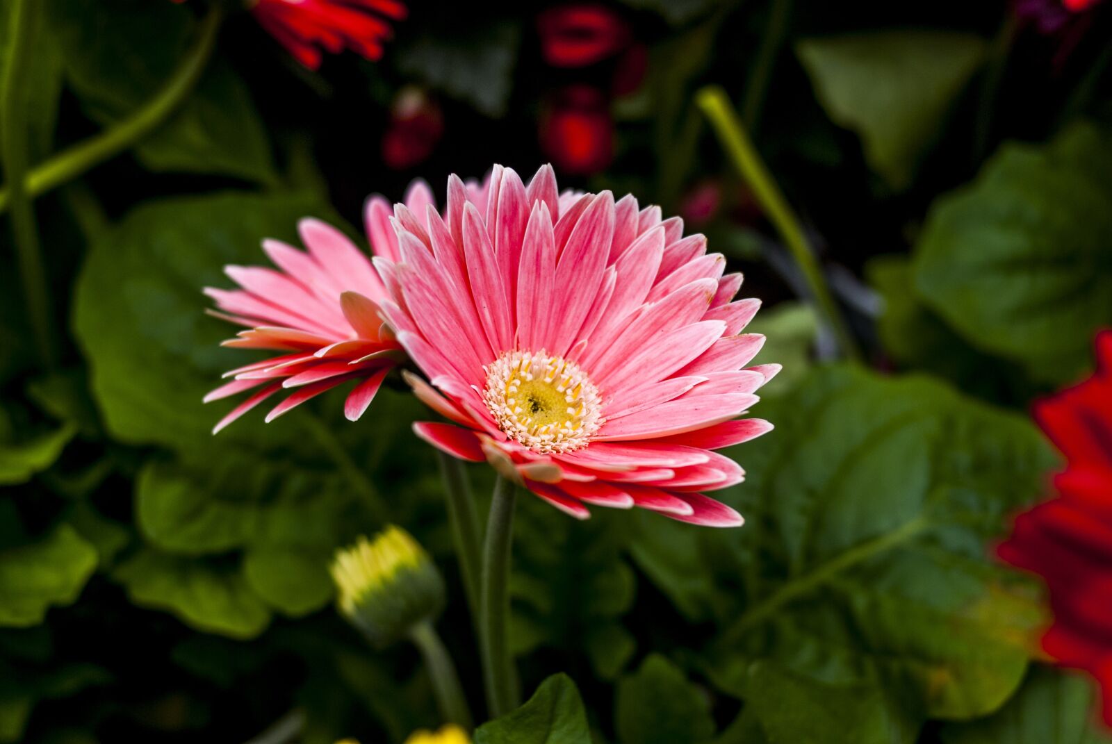 Nikon D60 sample photo. Beauty flower, flower, nature photography