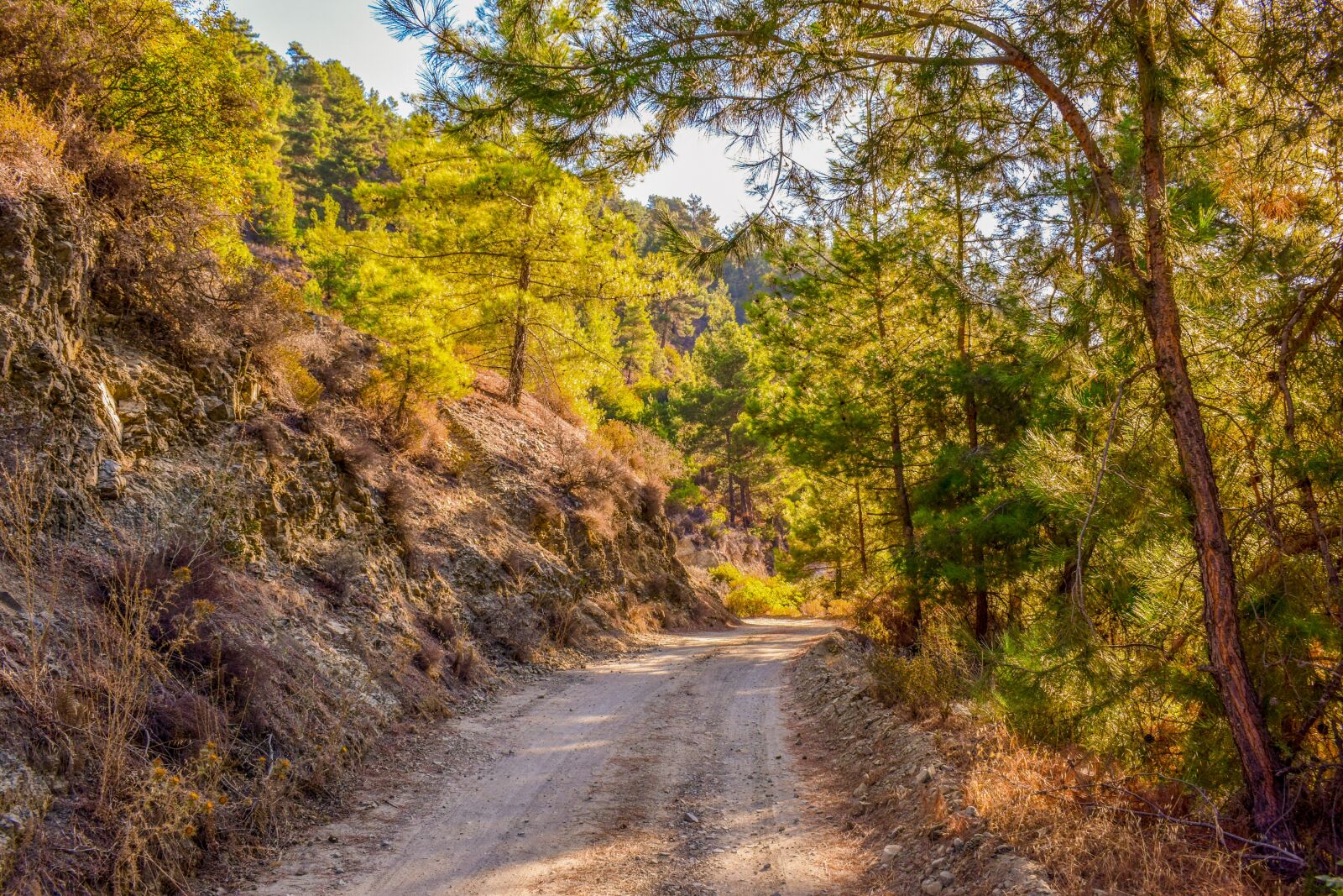 Nikon D3300 sample photo. Dirt road, forest, morning photography