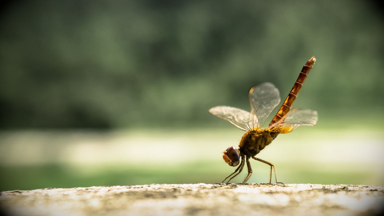 Nikon D5300 sample photo. Dragon fly, insect, dragonfly photography