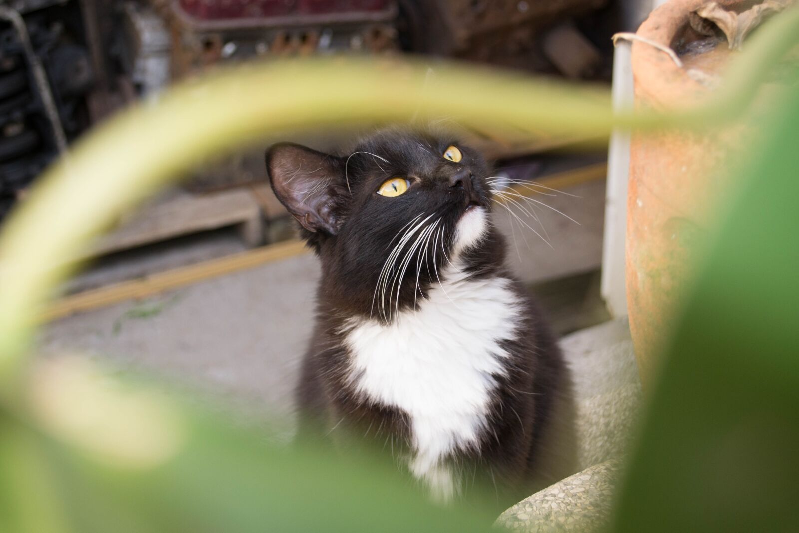 Nikon D3100 sample photo. Gato, pet, animal photography