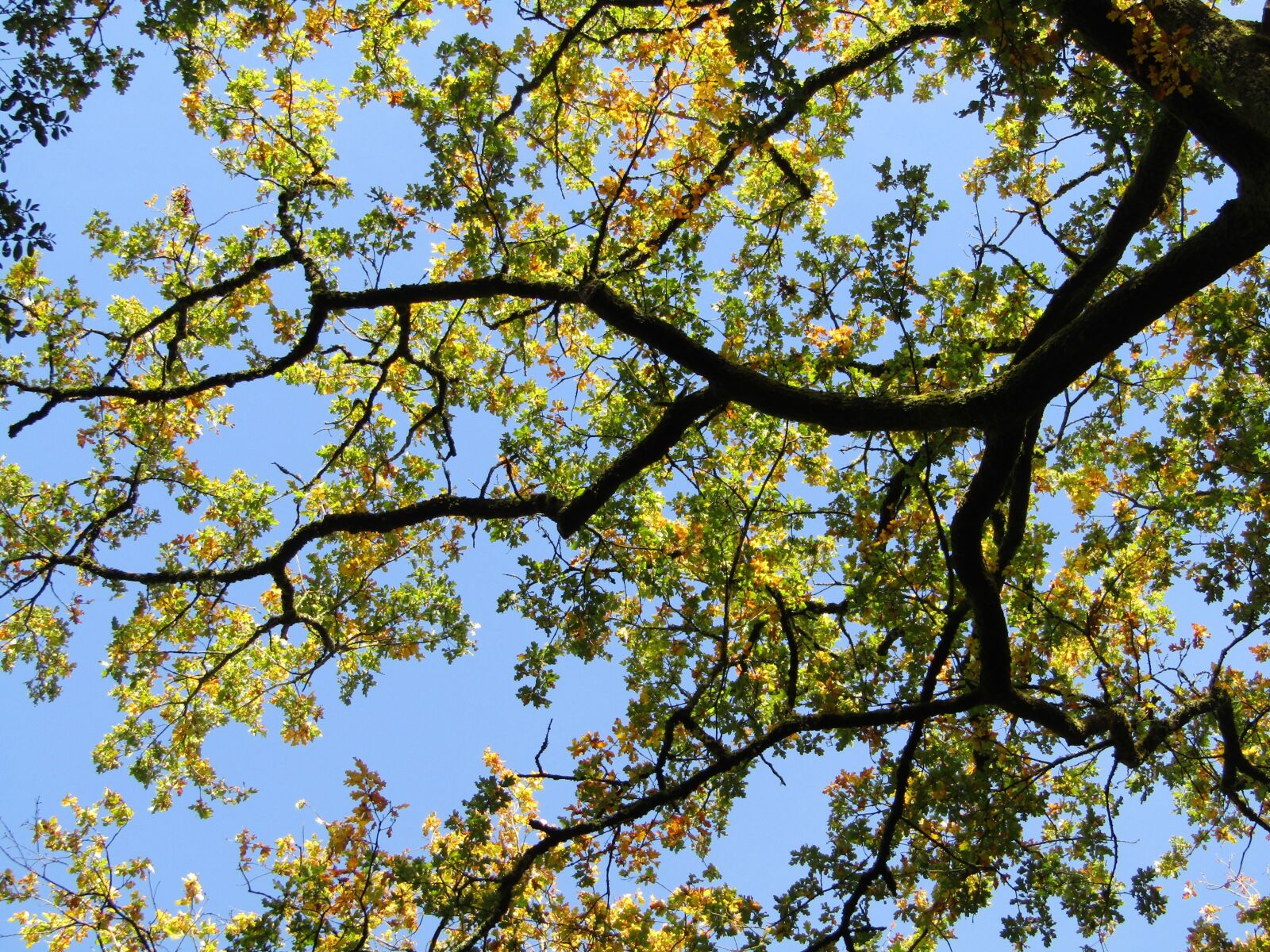 Canon PowerShot SX410 IS sample photo. Fall, tree, leaves photography