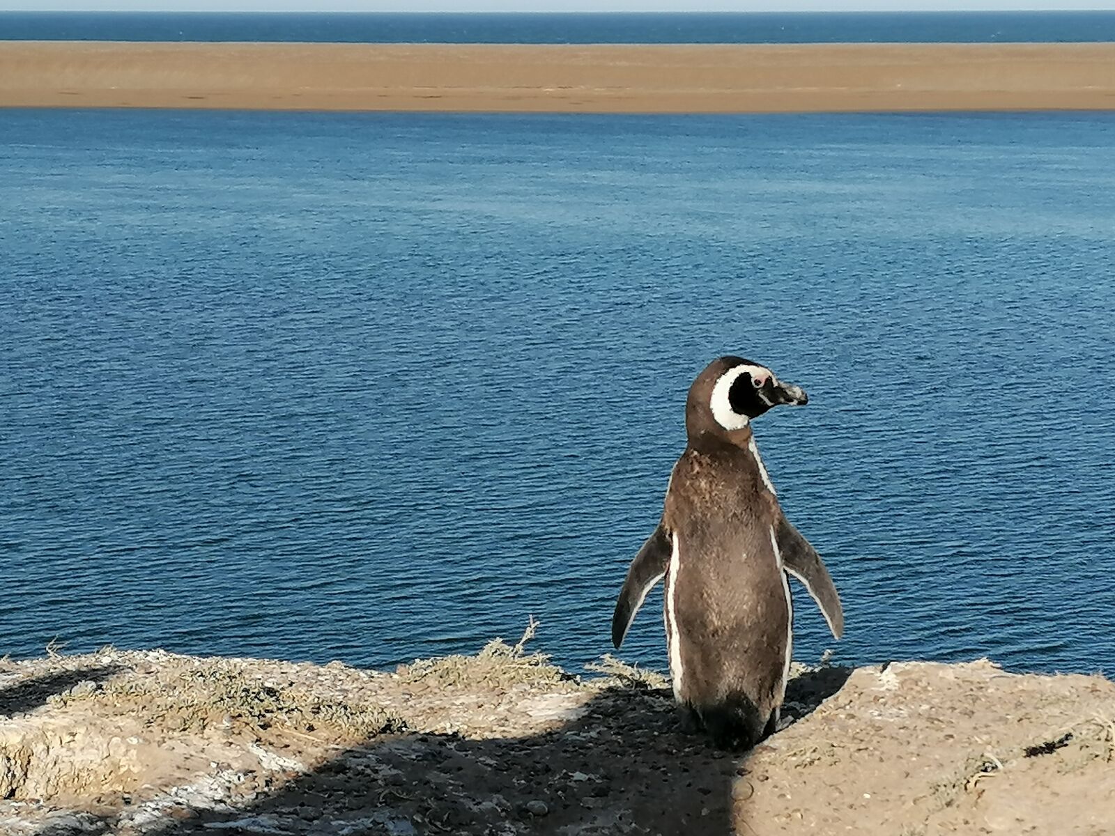 HUAWEI P30 LITE sample photo. Penguin, valdes peninsula, patagonia photography