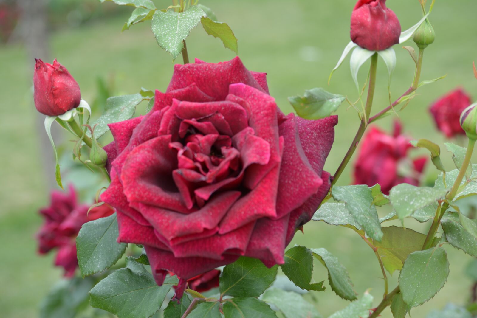 Nikon D5200 sample photo. Rose, flower flowers, nature photography