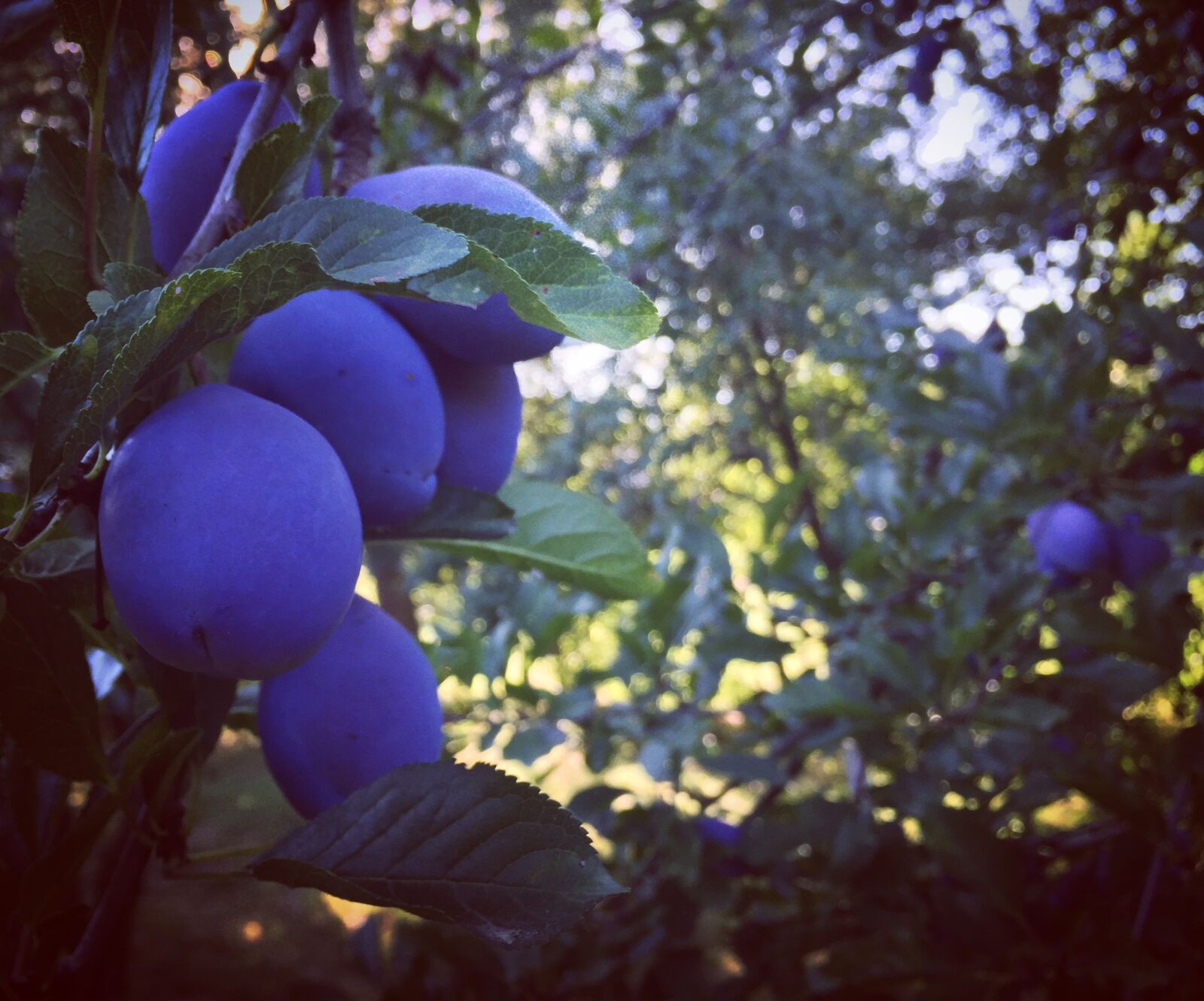 Apple iPhone 6 sample photo. Plum, nature, fruit photography