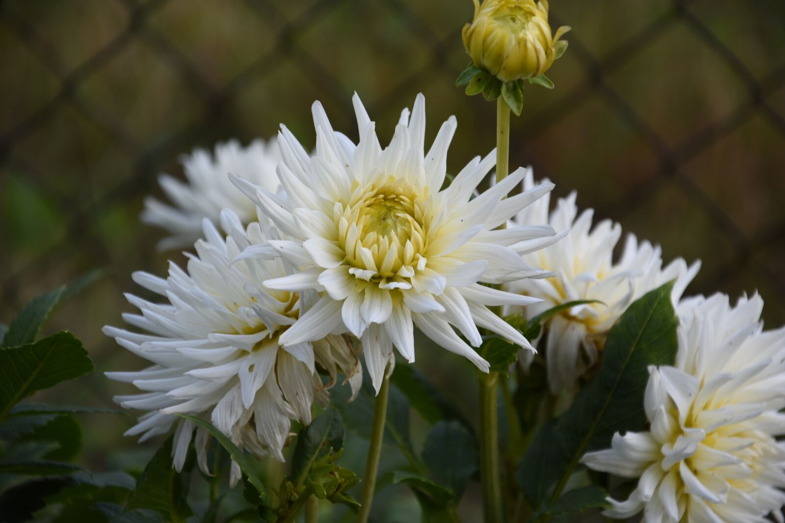 Nikon D5500 sample photo. Blossom, bloom, flower photography