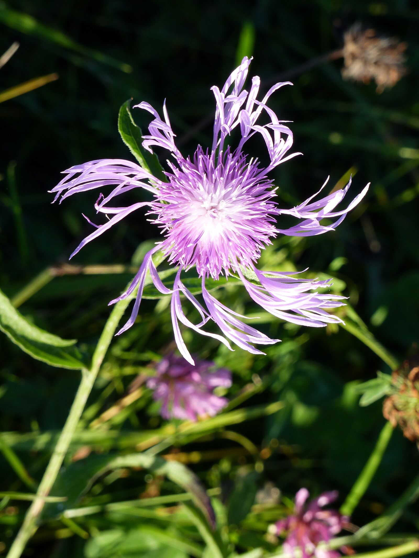 Panasonic Lumix DMC-FZ200 sample photo. Nature, flower, plant photography