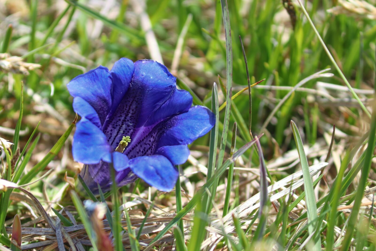 Canon EOS 200D (EOS Rebel SL2 / EOS Kiss X9) sample photo. Gentian, alpine gentian, gentiana photography