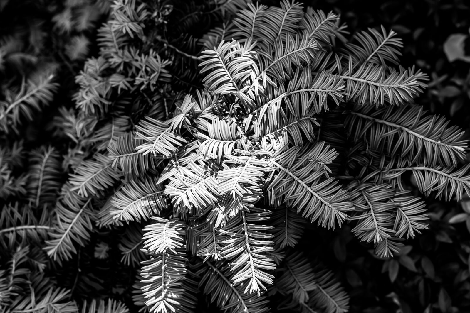 Canon EF 50mm F1.4 USM sample photo. Nature, plant, garden photography