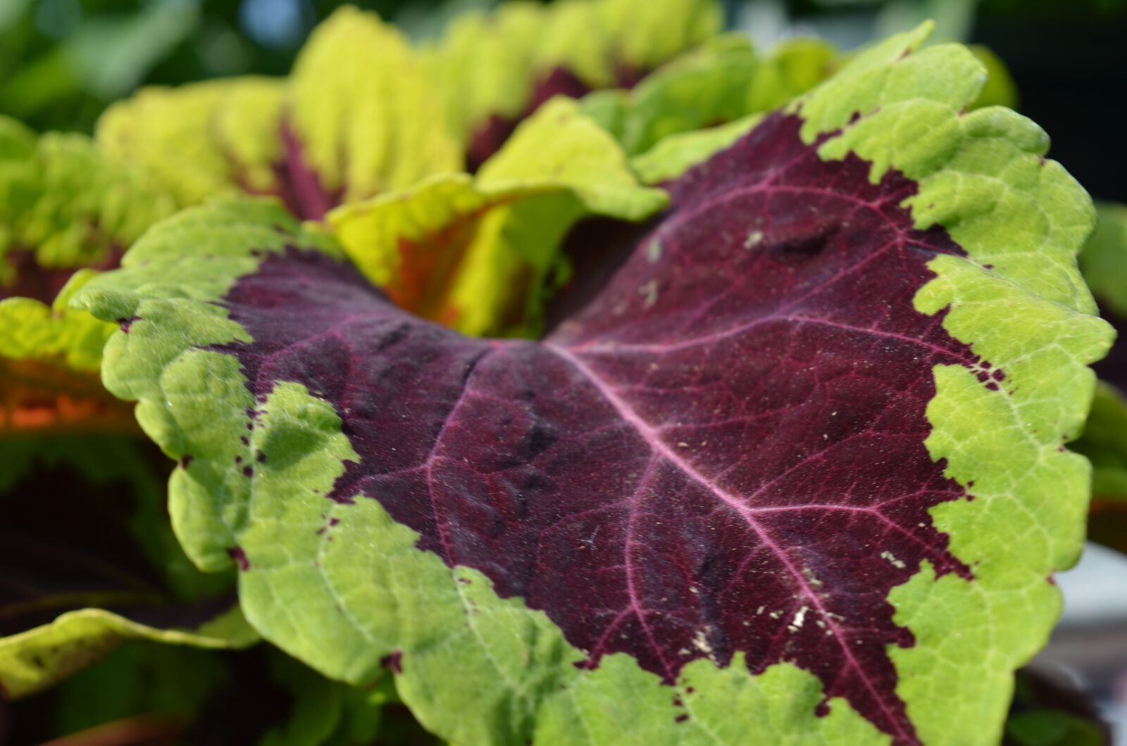 Nikon D7000 sample photo. Plant, nature, garden photography