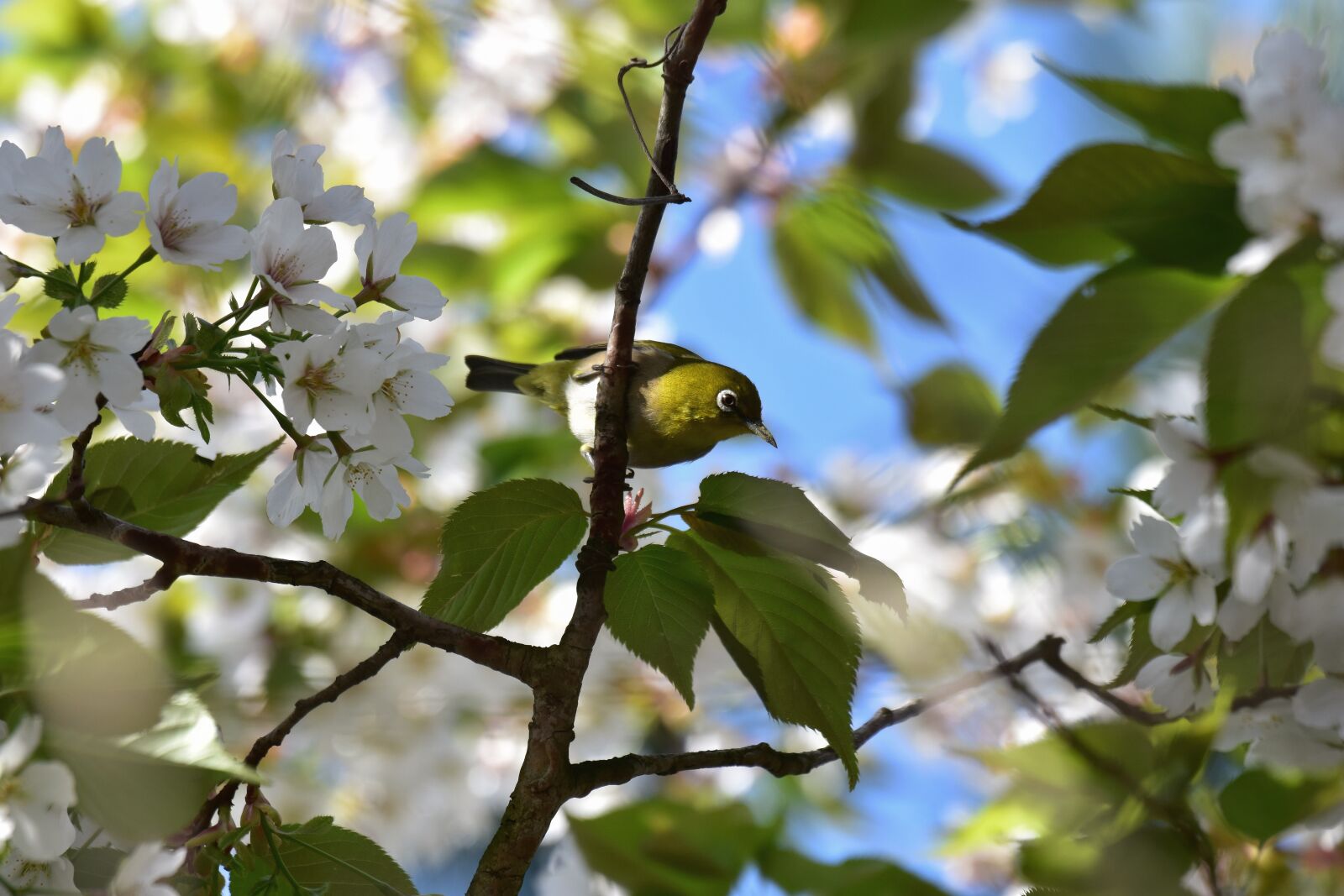 Nikon D7200 sample photo. Animal, plant, wood photography