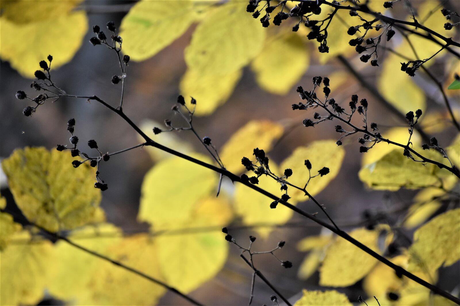 Nikon D3500 sample photo. Foliage, autumn, nature photography