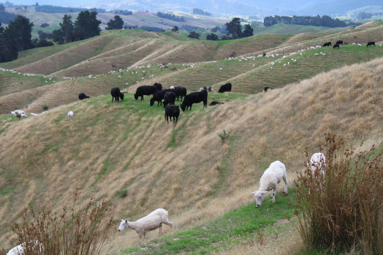 Canon EOS 1200D (EOS Rebel T5 / EOS Kiss X70 / EOS Hi) sample photo. Cow, cows, sheep photography