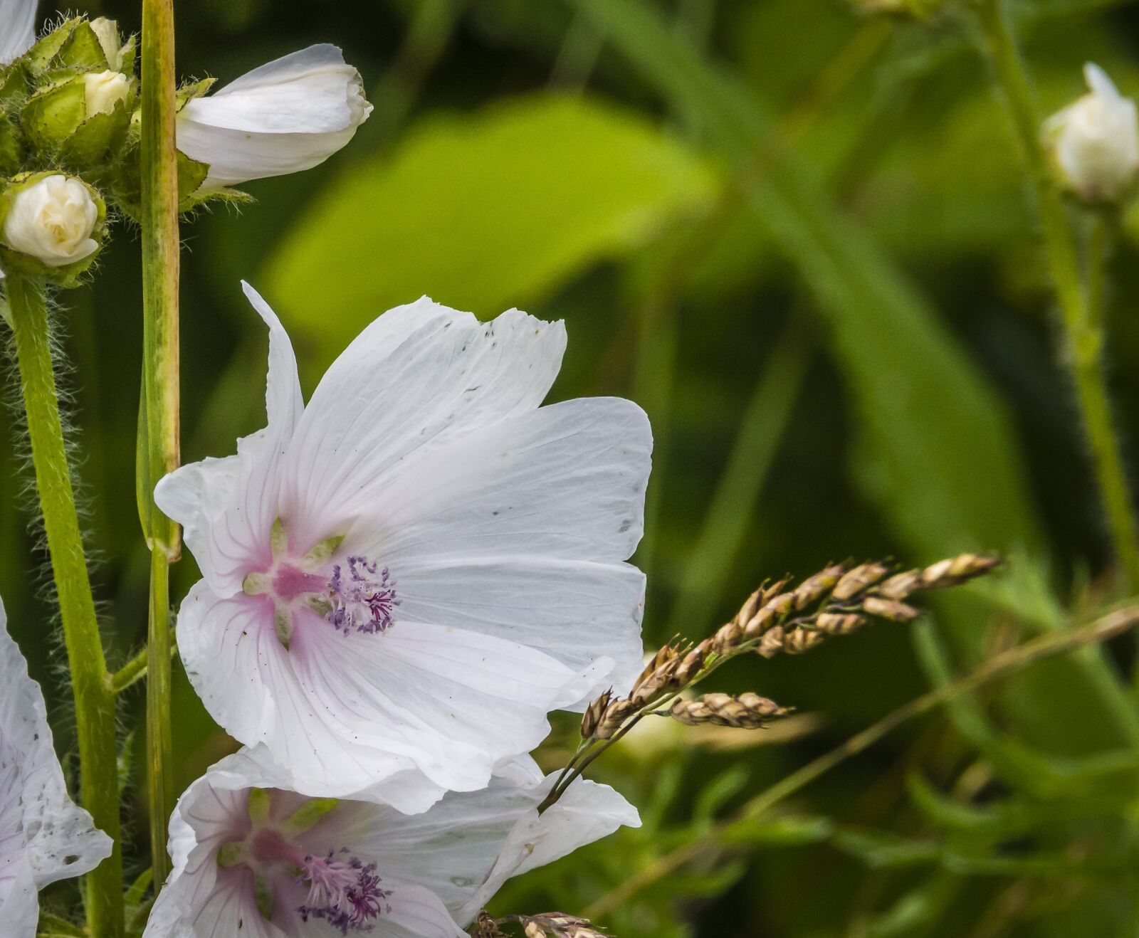 Nikon D7200 sample photo. Flower, delicate, blossom photography