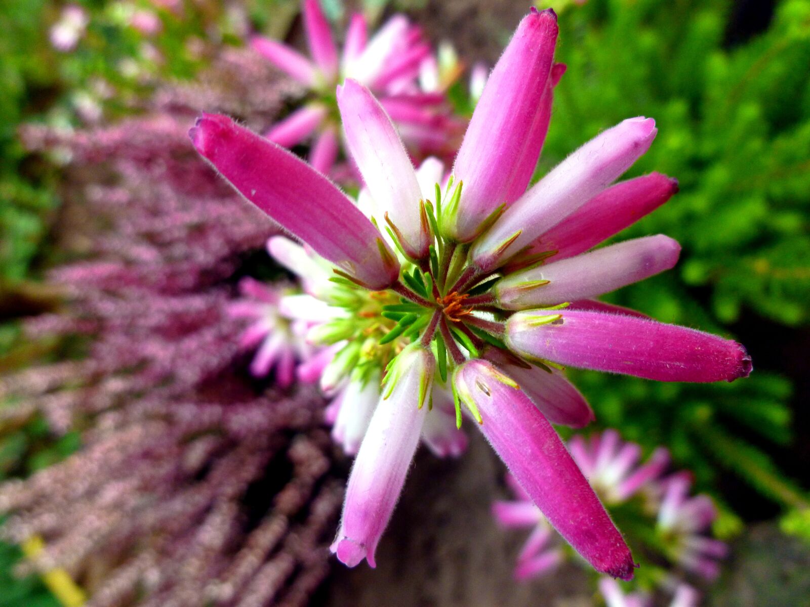 Panasonic DMC-FS37 sample photo. Irish erika, heather blossoms photography