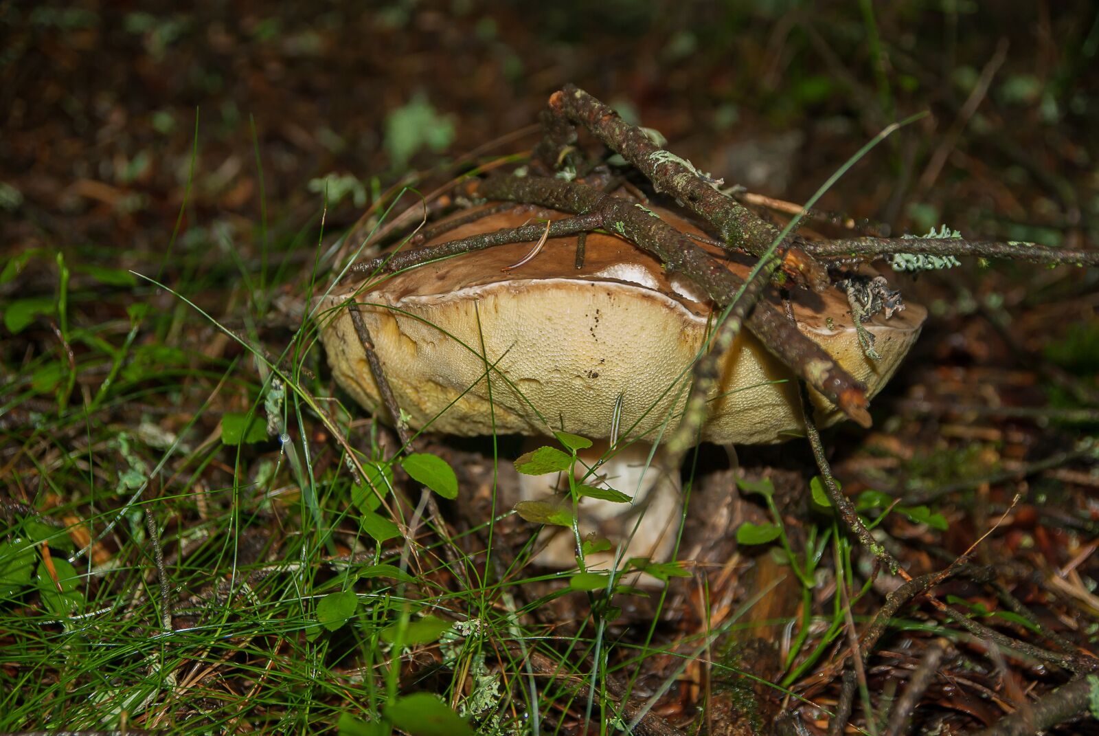 Pentax K10D sample photo. Fungus, cep, forest photography