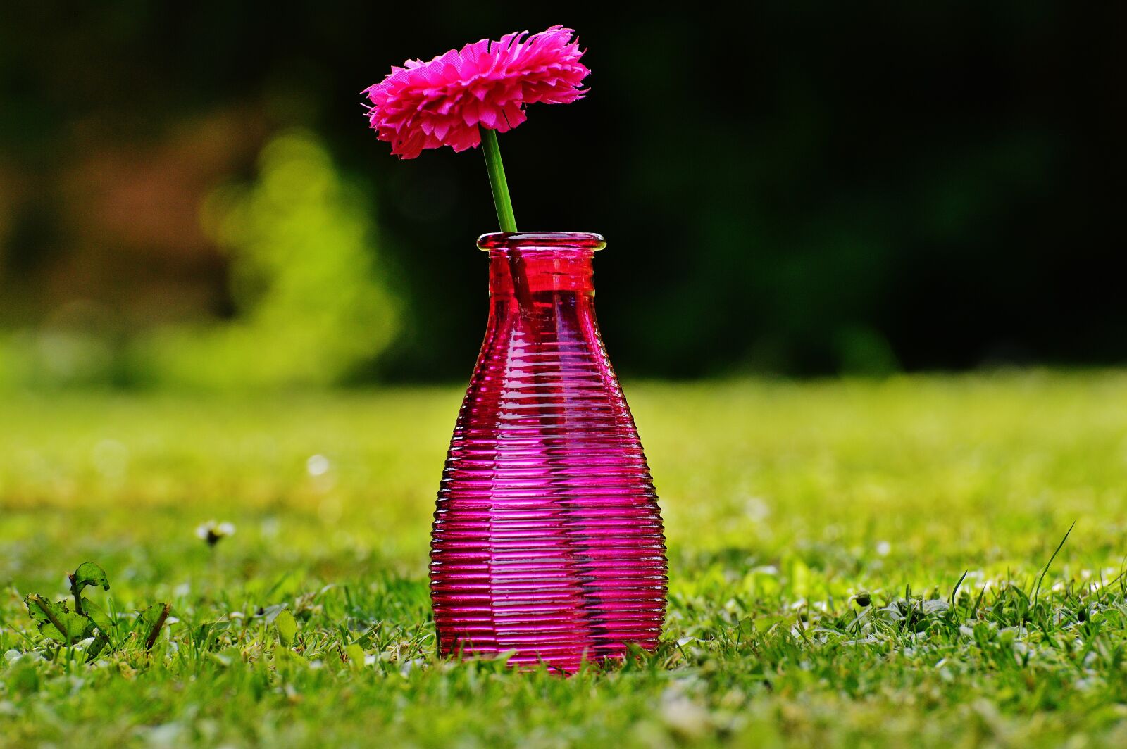 Nikon D3200 sample photo. Vase, glass, flower photography
