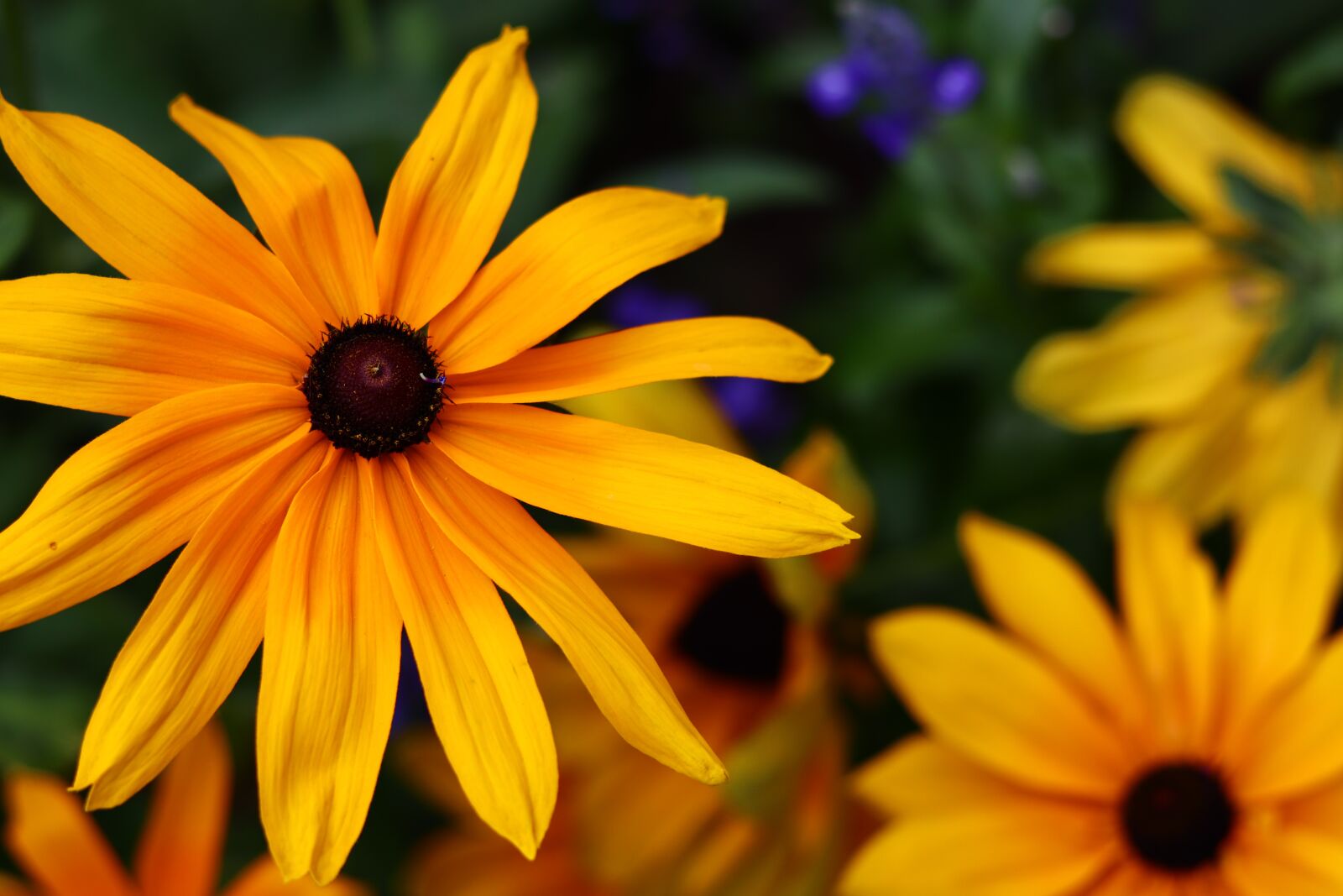 Canon EOS M50 (EOS Kiss M) sample photo. Beautiful, sunny, summer photography